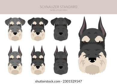 Schhnauzer Standard clipart. Different poses, coat colors set.  Vector illustration