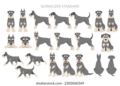 Schhnauzer Standard clipart. Different poses, coat colors set.  Vector illustration