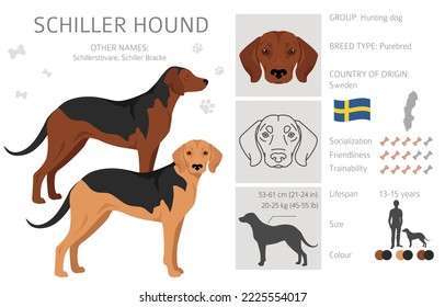 Schiller Hound clipart. All coat colors set.  All dog breeds characteristics infographic. Vector illustration