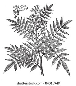 Schine soft, Schinus molle, Peruvian Pepper, American pepper, Peruvian peppertree, escobilla, false pepper, peppercorn tree, Californian pepper tree or pirul. Trousset encyclopedia (1886 - 1891).