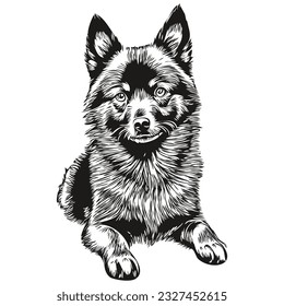 Schipperke dog black drawing vector, isolated face painting sketch line illustration sketch drawing