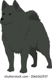 Schipperke Dog Colored Vector Illustration