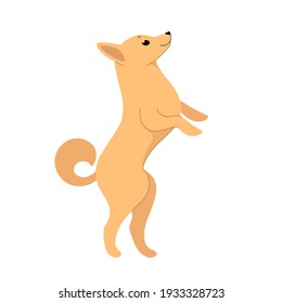 Schipperke dog. Cute dog character. Vector illustration in cartoon style for poster, postcard.