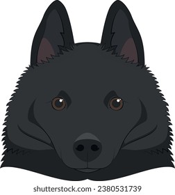 Schipperke dog isolated on white background vector illustration