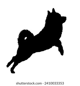 Schipperke Dog on the move. Dog in different poses. jumps runs. The dog is sitting. The dog is lying down playing