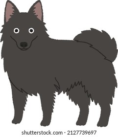 A Schipperke is a small breed of dog that originated since the 1600's in Belgium. Schipperkes are naturally curious and high-energy dogs and require much exercise.