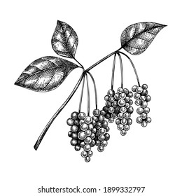 Schisandra. Adaptogenic plant illustration. Hand-sketched magnolia vine drawing. Great for traditional medicine, cosmetology, Ayurveda design. Natural adaptogen drawing in vintage style.