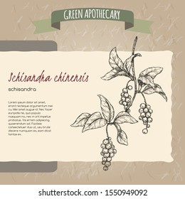 Schisandra aka Schisandra chinensis or magnolia vine sketch on vintage paper background. Green apothecary series. Great for traditional medicine, perfume design, cooking or gardening.