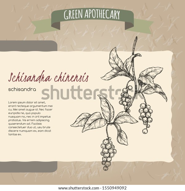 Schisandra aka Schisandra chinensis or\
magnolia vine sketch on vintage paper background. Green apothecary\
series. Great for traditional medicine, perfume design, cooking or\
gardening.