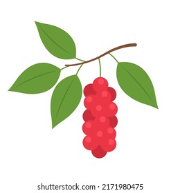 Schisandra berries isolated on white background. Schisandra chinensis, Chinese magnolia-vine, five-flavor-fruit or magnolia berry icon for package design. Vector berries illustration in flat style.