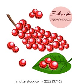 Schisandra berries isolated on white background. Schisandra chinensis, Chinese magnolia-vine, five-flavor-fruit or magnolia berry icon for package design. Vector berries illustration.