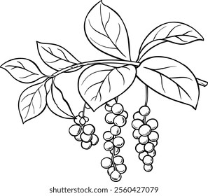 Schisandra Branch Colored Detailed Illustration.