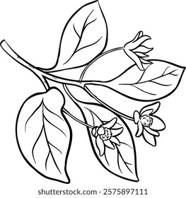 schisandra branch vector isolated illustration