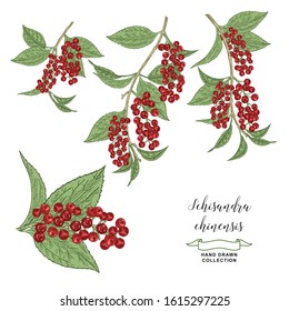 Schisandra chinensis, schisandra branches isolated on white background. Leaves and berries hand drawn. Colorful vector illustration. Detailed sketch style.