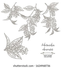 Schisandra chinensis, schisandra branches isolated on white background. Leaves and berries hand drawn. Vector illustration botanical. Detailed sketch style.