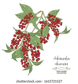 Schisandra chinensis branches with leaves and berries. Medicinal plants hand drawn. Colorful vector illustration. Detailed sketch style.