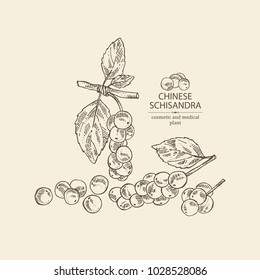 Schisandra chinensisi: schisandra branch with leaves and berries. Magnolia vine berries. Cosmetics and medical plant. Vector hand drawn illustration.