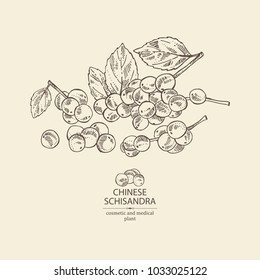 Schisandra chinensisi: schisandra branch with leaves and berries. Magnolia vine berries. Cosmetics and medical plant. Vector hand drawn illustration.