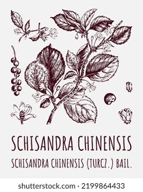 Schisandra chinensisi: schisandra branch with leaves and berries. Magnolia vine berries. Cosmetics and medical plant. Vector hand drawn illustration.
