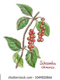 Schisandra chinese or five flavor berry. Vector illustration.