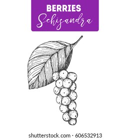 Schisandra hand drawn vector illustration set. Engraved food image.