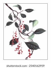 Schisandra sphenanthera, hand-painted floral and botanical painting, hand-painted herbal painting, natural herbs.