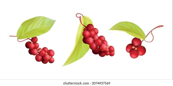 schizandra berry, magnolia-vine, five-flavor-fruit, magnolia berry, berries isolated on white with fresh juicy leaves. Cranberries realistic 3d vector illustration set Healthy plant extract energetic 