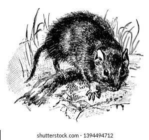 Schizodon is a genus of South American octodont rodents vintage line drawing or engraving illustration.