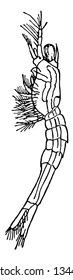 Schizopod stage of a prawn in the Penaeus genus of crustaceans vintage line drawing or engraving illustration.