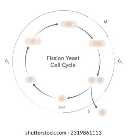 Schizosaccharomyces pombe fisión de ciclo celular de levadura ciencia vectorial infografía