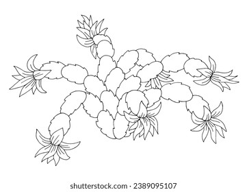 Schlumbergera flower graphic black white isolated sketch illustration vector