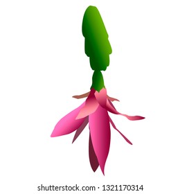 Schlumbergera zigokaktus. Brazilian cactus. Color illustration, vector. Isolated background. A branch with a pink flower. Succulent. Shades of pink and crimson. Close-up.