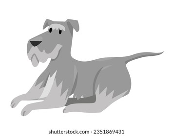 Schnauzer breed dog. Family doggy friend, domestic pet, lovely puppy vector illustration