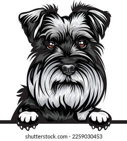 Schnauzer Color Peeking Dogs. Color image of a dogs head isolated on a white background. Dog portrait, Vector illustration