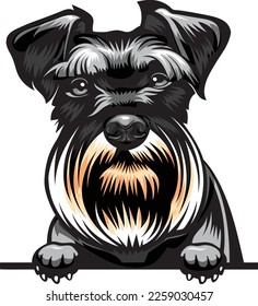 Schnauzer Color Peeking Dogs. Color image of a dogs head isolated on a white background. Dog portrait, Vector illustration