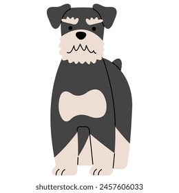 Schnauzer cute on a white background, vector illustration.