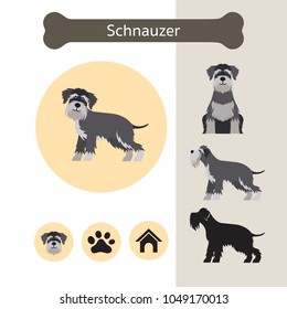 Schnauzer Dog Breed Infographic, Illustration, Front and Side View, Icon