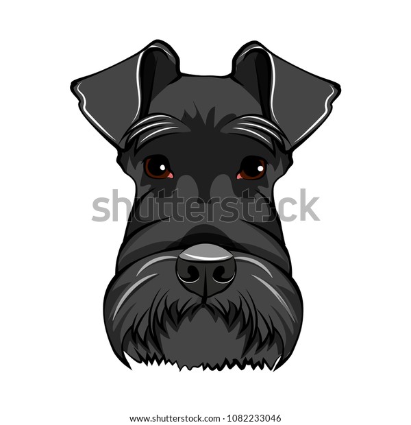 Schnauzer Dog Face Schnauzer Portrait Dog Stock Vector (Royalty Free ...