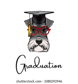 Schnauzer Dog Graduate. Graduations cap hat. Smart red glasses. Vector illustration