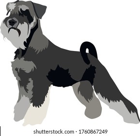 Schnauzer Stock Vectors, Images & Vector Art | Shutterstock