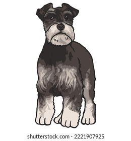 Dibujo coloreado de una mascota de perro Schnauzer