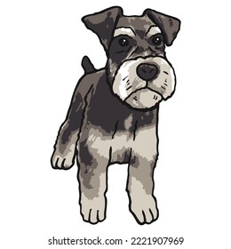 Dibujo coloreado de una mascota de perro Schnauzer