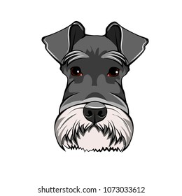 Schnauzer Dog Portrait. Dog head, face, muzzle. Dog breed Vector illustration