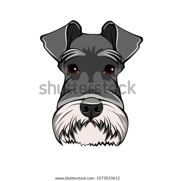 Schnauzer Dog Portrait Dog Head Face Stock Vector (Royalty Free) 1073033612