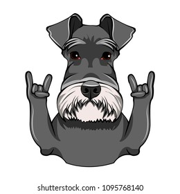 Schnauzer Dog Portrait. Rock gesture, Horns. Cute dog. Schnauzer breed. Vector illustration.