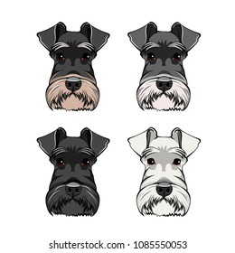 Schnauzer Dog Portraits set. Schnauzer dog breed. Dog head, muzzle, face. Vector illustration.