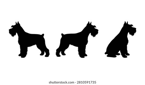 Schnauzer dog silhouettes in various poses against a white background silhouette canine miniature standard giant