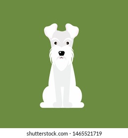 schnauzer dog sit cute on green