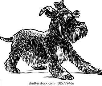 schnauzer puppy