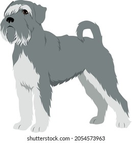 The Schnauzer or Standard Schnauzer (Mittelschnauzer) Colored Vector Illustration